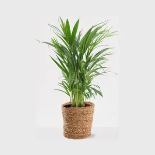 What-Women-Want Areca In Luxe Siermand Amber Naturel – Luchtzuiverende Kamerplant – Eenvoudig Te Onderhouden Goudpalm - ↕55-70cm - Ø18 – Geleverd Met