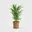 Areca Amber naturel