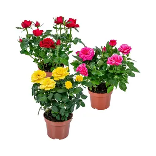 Bloomique - Mix Van 3 - Potroos - Rood, Geel, Roze - Geschikt Voor Zowel Binnen Als Buiten - Kamerplanten - Tuinplanten - Terrasplanten - Winterhard -