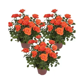 Bloomique - Set Van 3 - Potroos Oranje - Geschikt Voor Zowel Binnen Als Buiten - Kamerplanten - Tuinplanten - Terrasplanten - Winterhard - 20-30 Cm