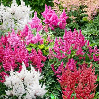 Dutch Bulbs Astilbe - Buitenplant Winterhard - Mix Van 5 Soorten - Tuinplant - 10 Stuks - Meerkleurig - Tuin Plant Voor Buiten