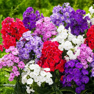 Dutch Bulbs Herfstsering - Buitenplant Winterhard - Phlox Paniculata - 5 Stuks - Tuinplant - Meerkleurig - Tuin Plant Voor Buiten