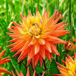 Dutch Bulbs Cactus Dahlia - Oranje Mix - Bloembollen - 5 Stuks - Bloem Bollen - Knollen Voor In De Tuin