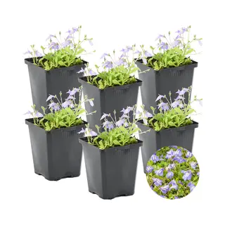Bloomique - Set Van 6 - Mazus Reptans - Vijverplanten - Waterplanten - Winterhard - 10-20 Cm Hoog - Pot 9 Cm