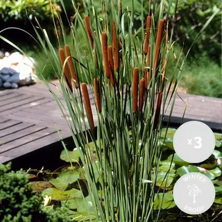 Bloomique - Set Van 3 - Typha Latifolia - Grote Lisdodde - Rietsigaar - Vijverplanten - Winterhard - Vijverzone 2-3 - 15-25 Cm Hoog - Pot 9 Cm