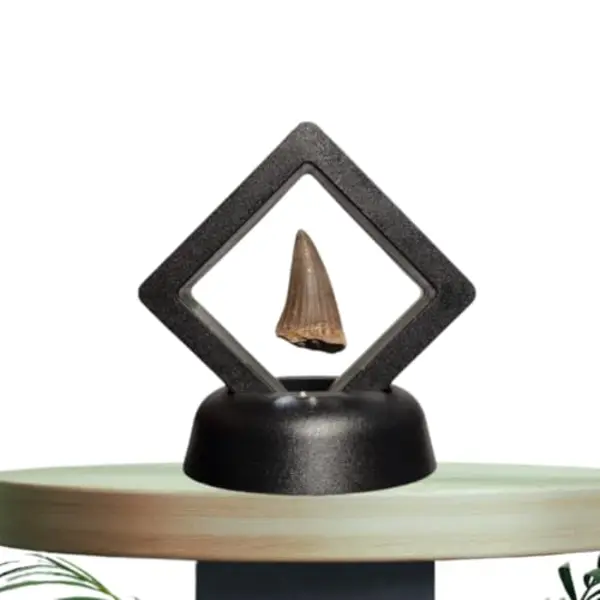 GreatGift Echter Mosasaurus-Zahn Im Display - Fossil - Miniatur-Dinosaurier-Zahn - Dinosaurier thumbnail