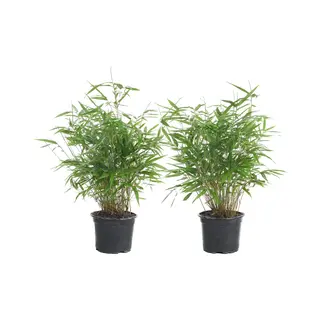 Bloomique - Set Van 2 - Fargesia Rufa - Bamboe Plant - Niet Woekerend - Winterhard - Groenblijvend - Tuinplanten - 40-60 Cm Hoog - Pot 17 Cm