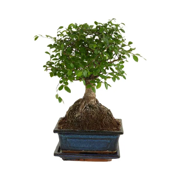 Bloomique - Bonsai Zelkova - Bol Vorm - Bonsai Boompje - Kamerplanten - Hoogte 20-30 Cm - 15 Cm Breed - Inclusief Keramieken Pot En Schaal thumbnail
