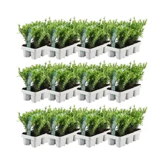 Plants By Frank - 72 Hulstplanten Winterhard | 72 XØ7 Cm - 15 Cm | Ilex Crenata Jenny | Haagplanten | Buxus Vervanger | Tuinplanten | Planten