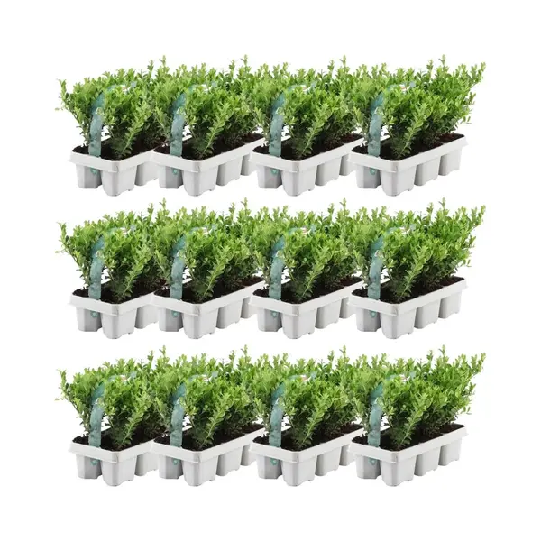 Plants By Frank - 72 Hulstplanten Winterhard | 72 XØ7 Cm - 15 Cm | Ilex Crenata Jenny | Haagplanten | Buxus Vervanger | Tuinplanten | Planten thumbnail