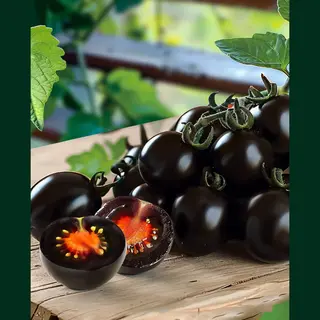 Shaphira Black Snack Tomaat Zaden F1 – Solanum Lycopersicum – Zoete Zwarte Snacktomaat – 8 Zaden