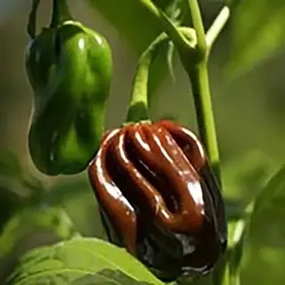 123zaden Peper Zaden - Habanero Chocolate