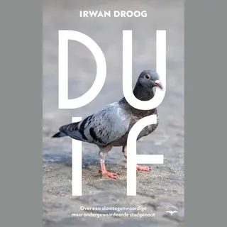 Duif