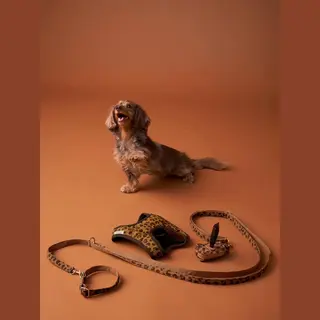 Vertbaudet Hondenwandeling Set, Harnas + Riem + Halsband Koffie