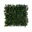 Boxwood