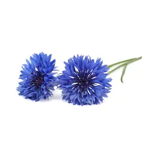Cornflower Refill 3-Pack (voor Click And Grow Smart Garden Toestellen)