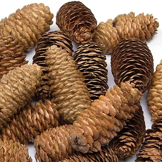 Baker Ross Long Pine Cones (Per Pack) Natural Craft Materials, Approx 20 Pieces (250g)