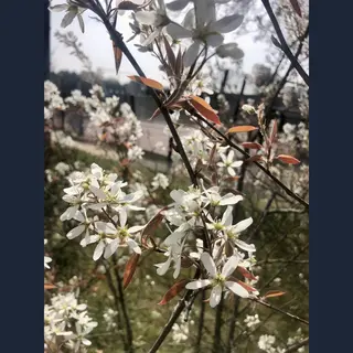 GRDplanten Amelanchier Lamarckii - Krentenboompje, Rotsmispel , Junibes 50- 60 Cm In Pot