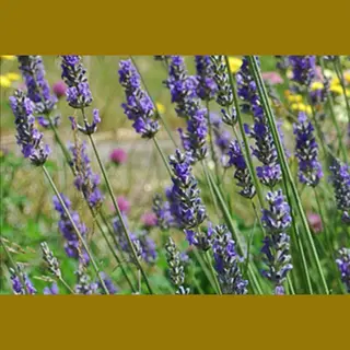 GRDplanten 2 X Lavandula Int. 'Grosso' - Lavandin, Lavendel In Pot 2 Liter
