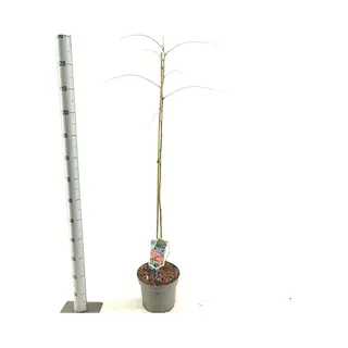 Albizia Julibrissin Ombrella® ('Boubri'Pbr) - Slaapboom | 100-120 Cm In Pot