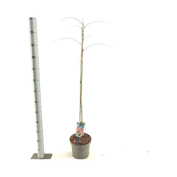 Albizia Julibrissin Ombrella® ('Boubri'Pbr) - Slaapboom | 100-120 Cm In Pot thumbnail