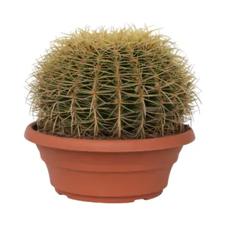 Plant In A Box - Echinocactus Grusonii - Schoonmoedersstoel - Cactus - Bolcactus - Pot 25cm - Hoogte 25–35cm
