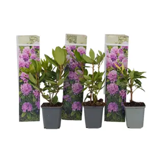 Plant In A Box - Rhododendron Catawbiense Purple - Paarse Rhodo - Winterharde Planten - Paars - Pot 9cm - Hoogte 25-40cm