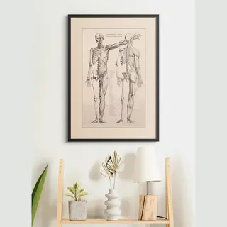 Esque Poster In Zwarte Lijst - Vintage Anatomie - 70x50 Cm - Hart, Spieren, Organen En Skelet