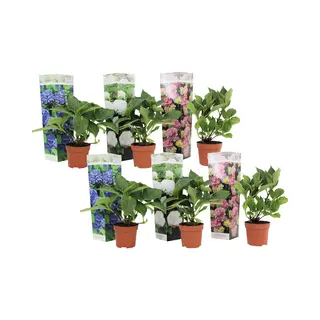 Plant In A Box - Hydrangea Macrophylla 'Early Blue', 'Early Pink', 'Wudu' - Hortensia - Mix Van 6 - Pot 10, 5cm - Hoogte 25-40cm