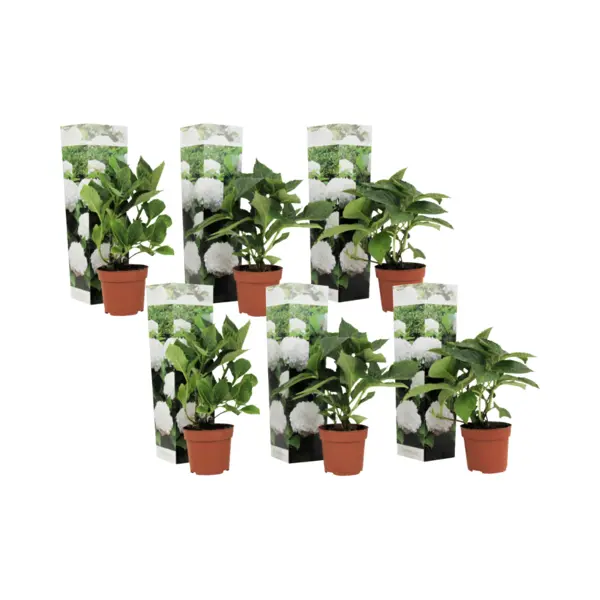 Plant In A Box - Hydrangea Macrophylla Wit - Set Van 6 - Hortensiaroos - Pot 9cm - Hoogte 25-40cm thumbnail
