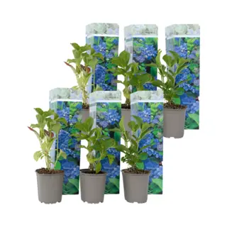 Plant In A Box - Hydrangea Macrophylla Blauw - Set Van 6 - Hortensiaroos - Pot 9cm - Hoogte 25-40cm