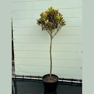 Tropictrees Magnolia Grandiflora Little Gem - Tulpenboom - Winterhard - Pot ⌀ 32cm - Hoogte Ca. 200cm