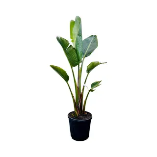 Tropictrees - Strelitzia Augusta - Paradijsvogelbloem - Kamerplant - Hoogte Ca. 150cm - Binnenplant