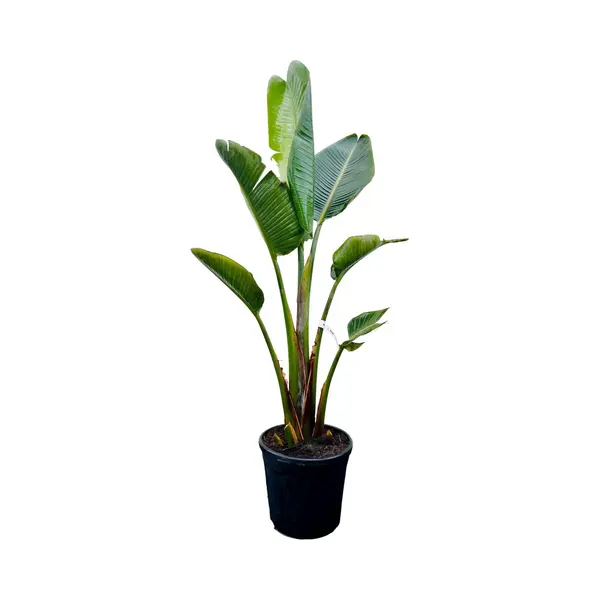 Tropictrees - Strelitzia Augusta - Paradijsvogelbloem - Kamerplant - Hoogte Ca. 150cm - Binnenplant thumbnail