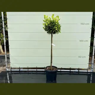 Tropictrees Laurier - Op Stam - Hoogte 150 Cm