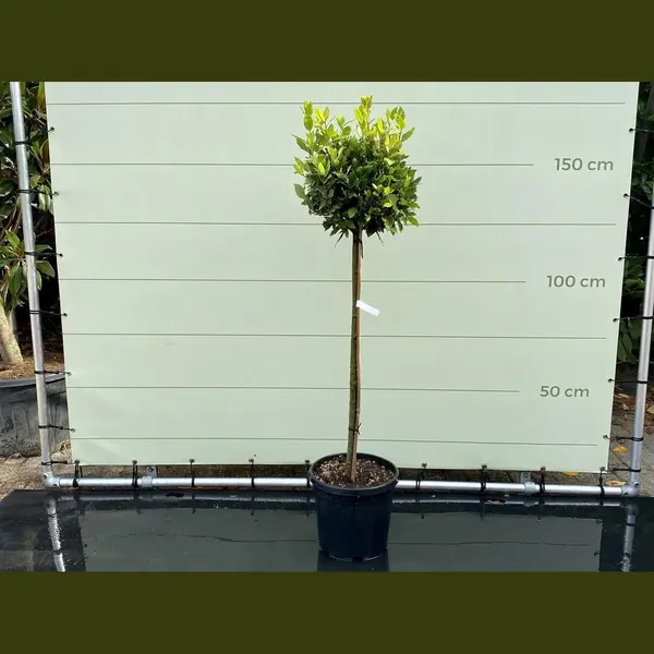 Tropictrees Laurier - Op Stam - Hoogte 150 Cm thumbnail