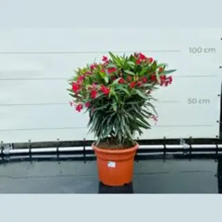 Rode Oleander - Hoogte 80-100 Cm