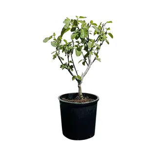 Tropictrees Vijgenboom - Brown Turkey - Zoete Groene Vijgen - Winterhard - Pot ⌀ 30cm - Hoogte 60-80cm