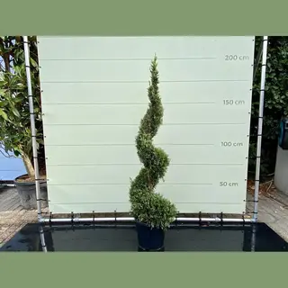 Tropictrees Cupressocyparis Leylandii - Spiraal - Winterhard - Pot ⌀ 27 Cm - Hoogte 175-200cm