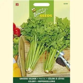 Buzzy Seeds Buzzy Selder Pascal, Groene Volpijp