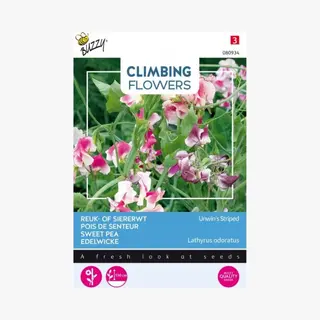 Buzzy Seeds Buzzy Flowering Climbers Lathyrus Unwin's Striped Bloemzaad