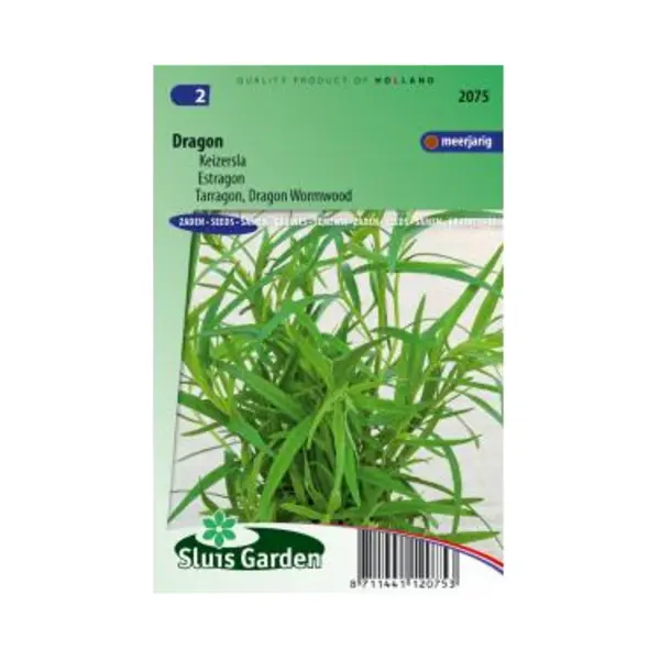 Sluis Garden - Dragon Russische (Artemisia Dracunculus) thumbnail