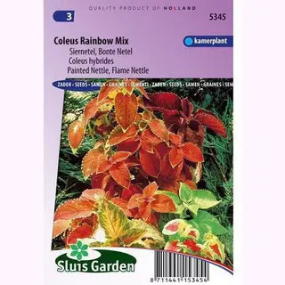 Sluis Garden - Siernetel Rainbow Mix (Coleus Blumei)