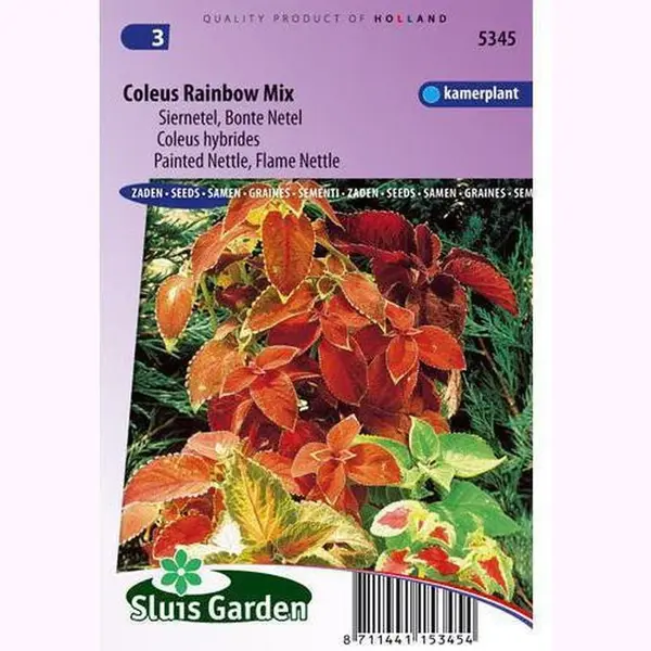 Sluis Garden - Siernetel Rainbow Mix (Coleus Blumei) thumbnail