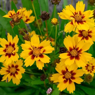 Qfb Gardening Coreopsis Grand. 'Sonnenkind' | 1 Stuk | Bijen- En Vlinderplant | Bijentuin | 11x11 Cm Kwekerspot | Geurend | Winterhard | Geel