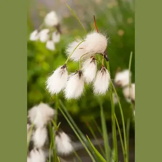 Moerings Eriophorum Angustifolium | Veenpluis | In 18CM Mand Kant En Klaar