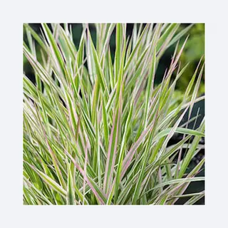 Moerings Phalaris Arundinacea Picta | Bont Rietgras | In 18CM Mand Kant En Klaar