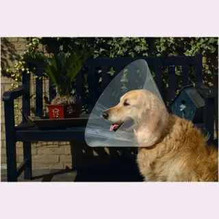 Beeztees 796006 Hundekragen Aus Plastik, 47-57 X 30 Cm
