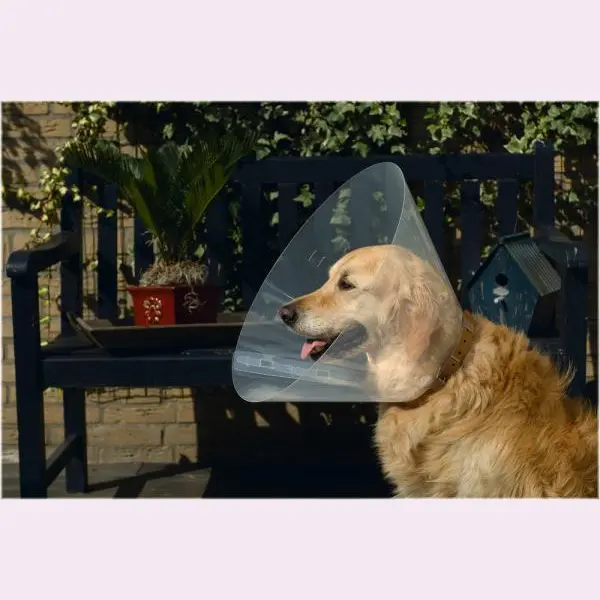 Beeztees 796006 Hundekragen Aus Plastik, 47-57 X 30 Cm thumbnail