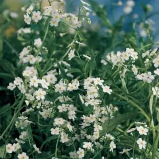 Moerings Myosotis Palustris Alba | Moeras-Vergeet-Mij | In 9CM Pot